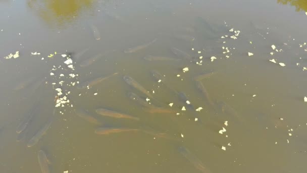Vista aérea de una bandada de peces carpa flotando en la superficie del agua en el río — Vídeo de stock