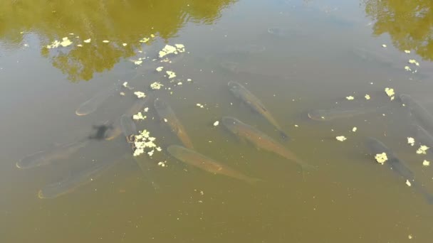 Vista aérea de una bandada de peces carpa flotando en la superficie del agua en el río — Vídeos de Stock