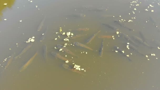 川の水の表面に鯉魚の浮遊方法の群れの眺め 池の大きな魚の平面図です 湖の表面に無人機の飛行 — ストック動画