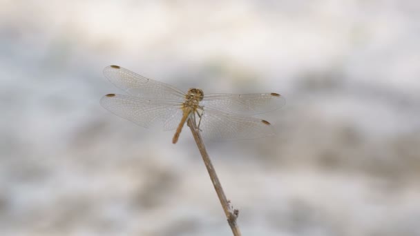 Libelle auf einem Ast — Stockvideo