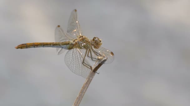 Libelle auf einem Ast — Stockvideo