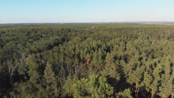 Сосновый лес, вид с воздуха с беспилотника. Вид сверху в парке соснового леса — стоковое видео