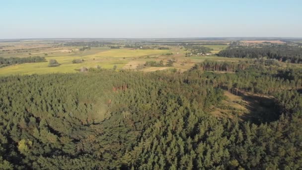 松树林, 空中鸟瞰与无人机。山顶景观在松树木公园 — 图库视频影像