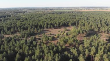 Çam ormanı, drone ile havadan görünümü. Çam ahşap Park üstten görünüm