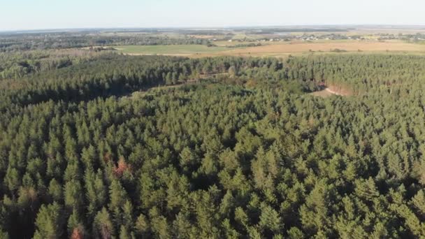 Floresta de pinheiro, vista aérea com drone. Vista superior no parque de madeira de pinho — Vídeo de Stock