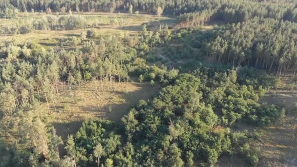 Pine forest, aerial view with drone. Top view in pine wood park — Stock Video