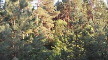 Çam ormanı, drone ile havadan görünümü. Çam ahşap Park üstten görünüm