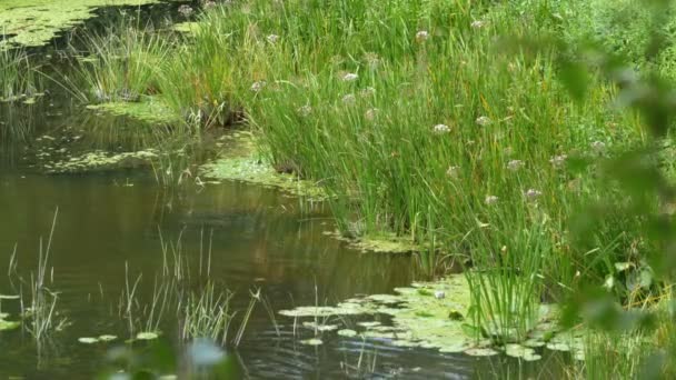 Nehir, nehir kıyısında yeşil bitki örtüsü üzerinde doğa — Stok video