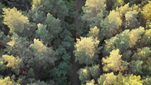 Widok z lotu ptaka z drona czerwony samochód jazda wzdłuż drogi w lesie sosnowym — Wideo stockowe