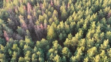 Çam ormanı, drone ile havadan görünümü. Çam ahşap Park üstten görünüm