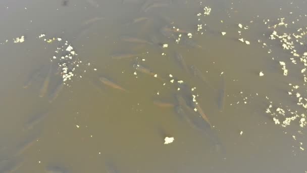 Luchtfoto van een kudde van karper vissen drijvende op het oppervlak van het Water in de rivier — Stockvideo