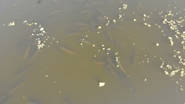 Luftaufnahme eines Schwarms Karpfenfische, der auf der Wasseroberfläche im Fluss schwimmt — Stockvideo