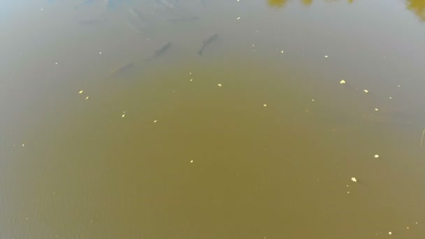 Widok z lotu ptaka stado z karpia ryb pływających na powierzchni wody w rzece — Wideo stockowe
