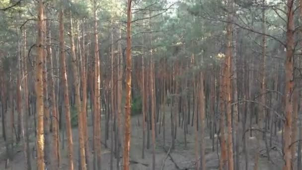 Slow Flight Inside Pine Tree Forest. Aerial view with drone — Stock Video