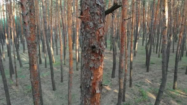 Powolne lotu wewnątrz drzewa sosnowego lasu. Widok z lotu ptaka z drone — Wideo stockowe