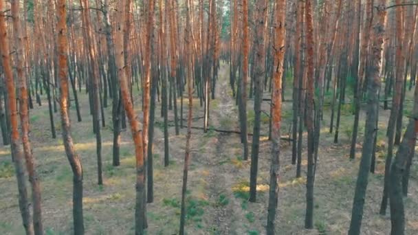 Långsam flygning insidan pinjeskog. Flygfoto med drönare — Stockvideo