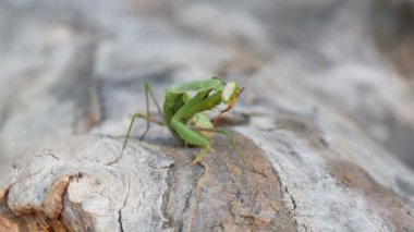 Böcek yeşil Mantis Ağaç gövdesinde oturur