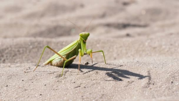 El insecto verde Mantis se sienta en la arena y limpia sus patas — Vídeo de stock