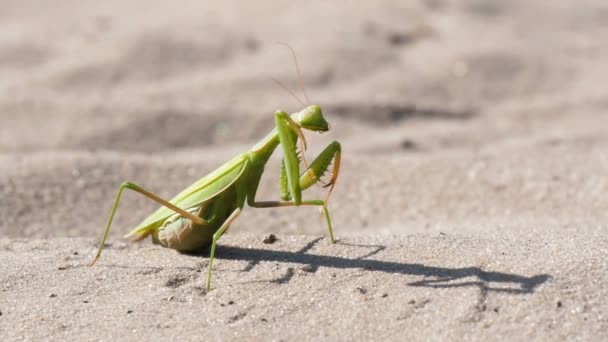 El insecto verde Mantis se sienta en la arena y limpia sus patas — Vídeos de Stock