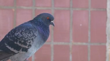 Evin yakınında sokakta oturan güvercin