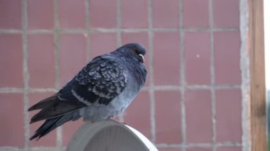 Evin yakınında sokakta oturan güvercin. Ağır çekim