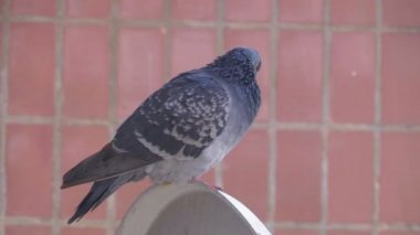 Evin yakınında sokakta oturan güvercin