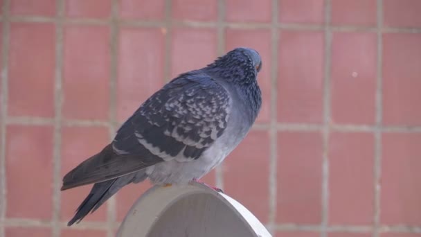 Pombo sentado na rua perto da casa — Vídeo de Stock