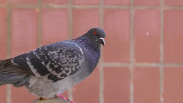 Pombo sentado na rua perto da casa — Vídeo de Stock