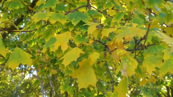 Hojas amarillas otoñales en las ramas de los árboles en el parque — Vídeo de stock