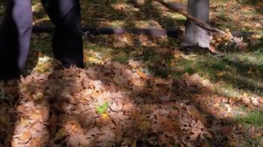 Çalışan bir komisyon kullanarak sarı Fallen yapraklar sonbaharda parkta toplar