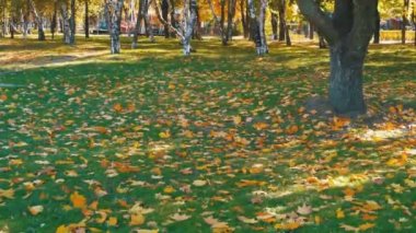 Sarı yapraklar, çimenler ve ağaçlar ile Sonbahar Park