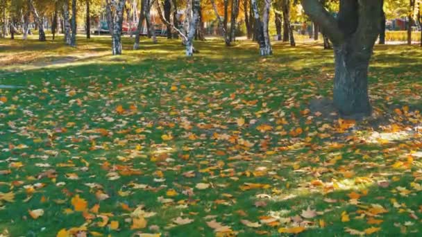 Podzimní Park s žluté listí, trávu a stromy