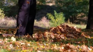 Çalışan bir komisyon kullanarak sarı Fallen yapraklar sonbaharda parkta toplar