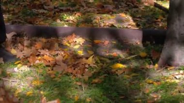 Çalışan bir komisyon kullanarak sarı Fallen yapraklar sonbaharda parkta toplar