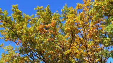 Sonbahar sarı ağaçların dalları mavi gökyüzü karşı parkta yapraklarda ile