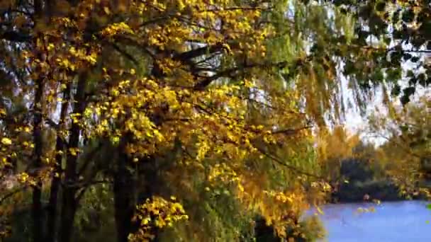Żółty jesienny drzewa z liśćmi na gałęziach w parku przed rzeki lub jeziora — Wideo stockowe