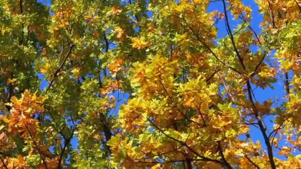 Podzim Žluté Stromy Listy Větvích Parku Proti Modré Obloze Houpající — Stock video
