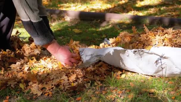 Les travailleurs ramassent les feuilles jaunes tombées dans le sac au parc d'automne. Mouvement lent — Video
