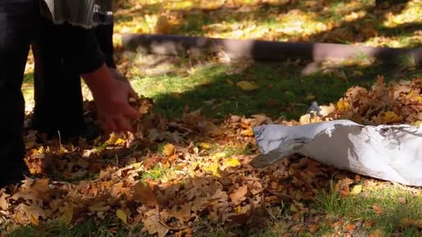 Munkás kéz összegyűjti sárga lehullott levelek, a zsákban, az őszi parkban. Lassú mozgás — Stock videók