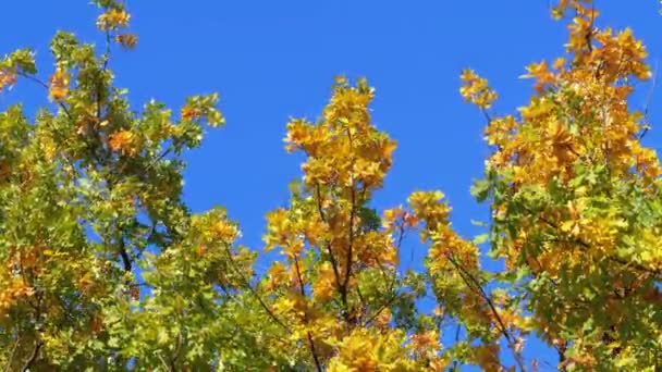 Желтые деревья с листьями на ветвях в парке против голубого неба — стоковое видео