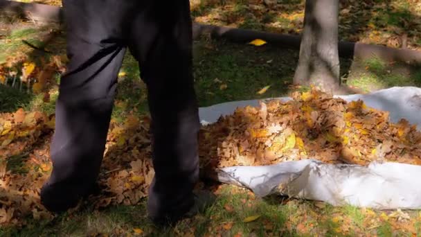 Trabajador Recoge Hojas Caídas Amarillas Parque Otoño Usando Rastrillo Moción — Vídeos de Stock