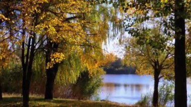 Sonbahar sarı ağaçların dalları nehir ya da göl karşı parkta yapraklarda ile