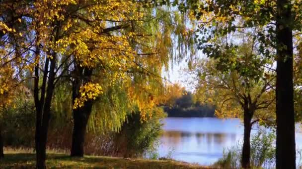 Arbres jaunes d'automne avec des feuilles sur les branches du parc contre la rivière ou le lac 