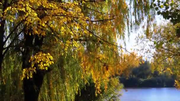 Árvores amarelas do outono com folhas nas filiais de no parque contra o rio ou o lago — Vídeo de Stock