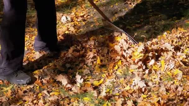 Un travailleur ramasse des feuilles jaunes tombées au parc d'automne à l'aide d'un râteau. Mouvement lent 