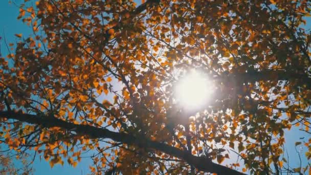 Желтые листья на ветке дерева против яркого солнца и голубого неба — стоковое видео