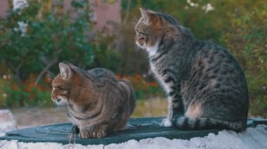 İki evsiz gri kedi sokakta oturuyorsun
