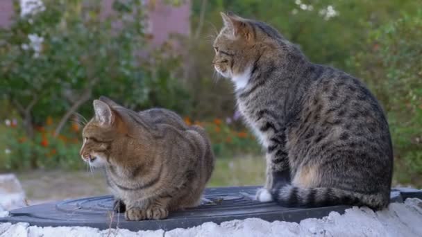 Dos gatos grises sin hogar están sentados en la calle — Vídeos de Stock