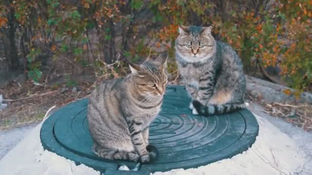 Dos gatos grises sin hogar están sentados en la calle — Vídeos de Stock