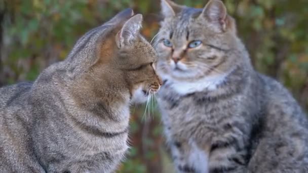 Dos gatos grises sin hogar están sentados en la calle — Vídeo de stock